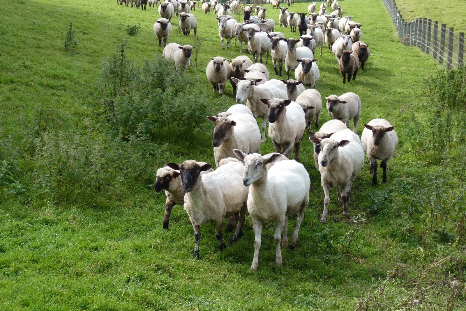 Field Of Sheep