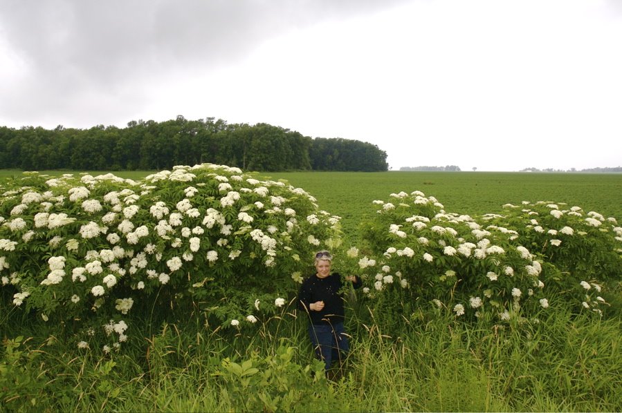 [hydrangeas.jpg]