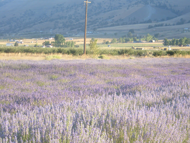 Lavender