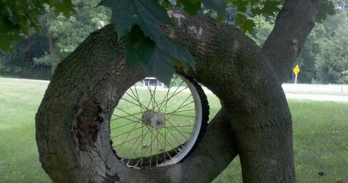 Summer 2014 A Tree That Grew around a Bicycle Wheel!