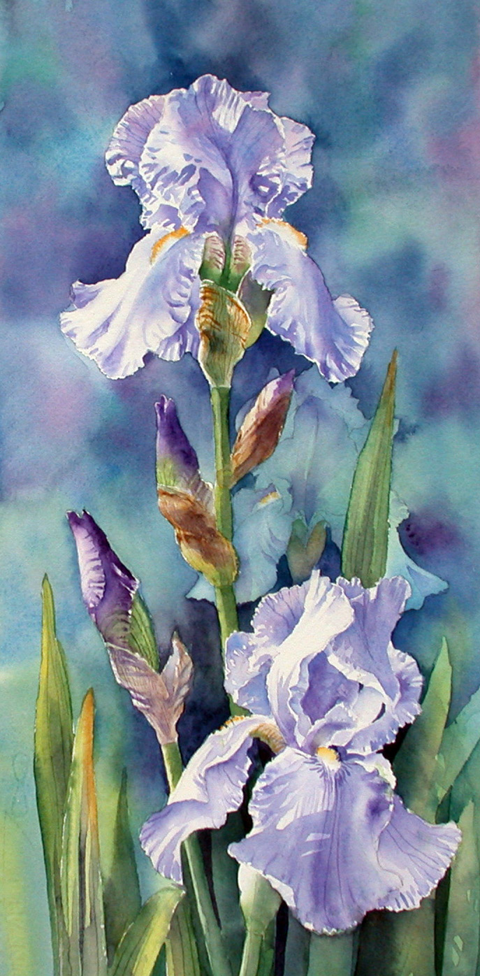 Ann Mortimer's Painting Blog More irises