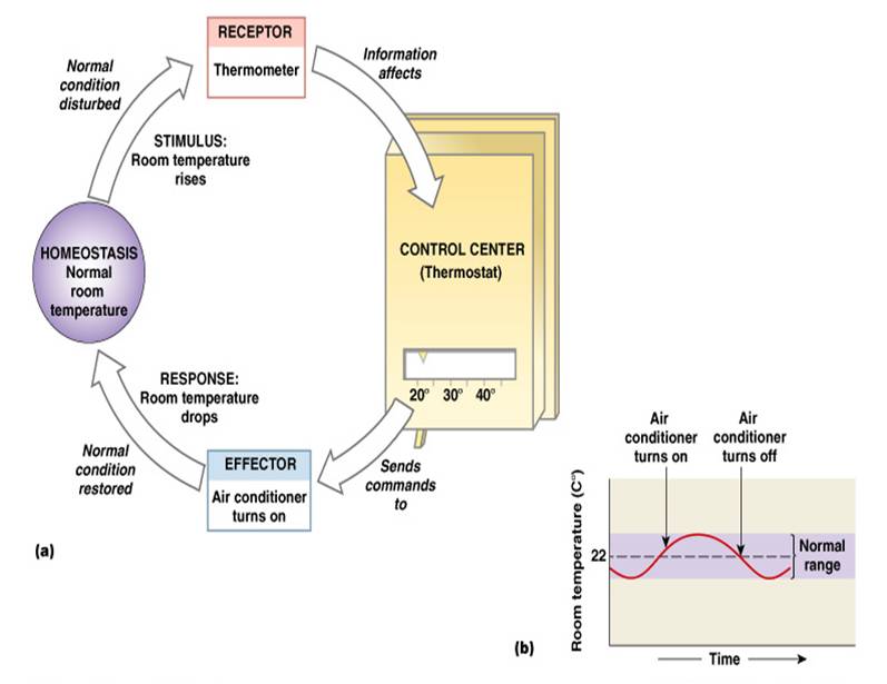 Bio 233 Chapter 1 Notes