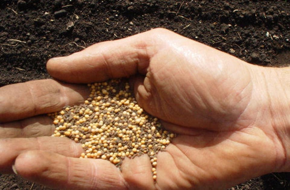 The Mustard Seed Muse Mustard Seed Movement