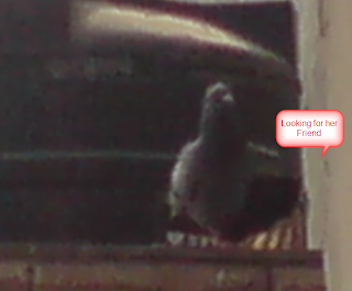 Pigeon - Waiting for her friend