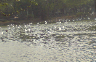 lots of duck in water