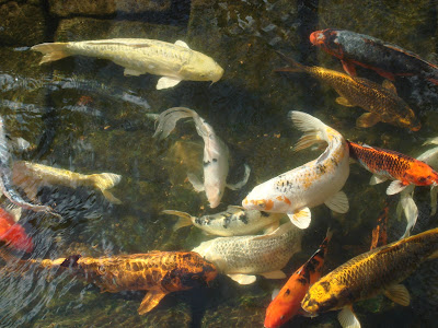 The+arboretum+dallas