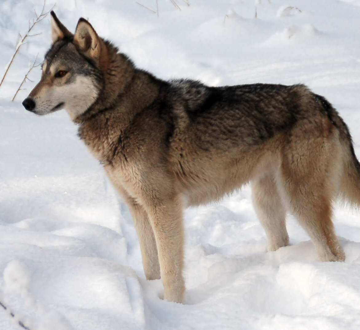 Tamaskan Wolf Dog