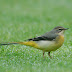 Grey Wagtails