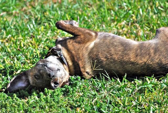 How To Treat A Dog W Fleas How To Treat A Dog W Fleas