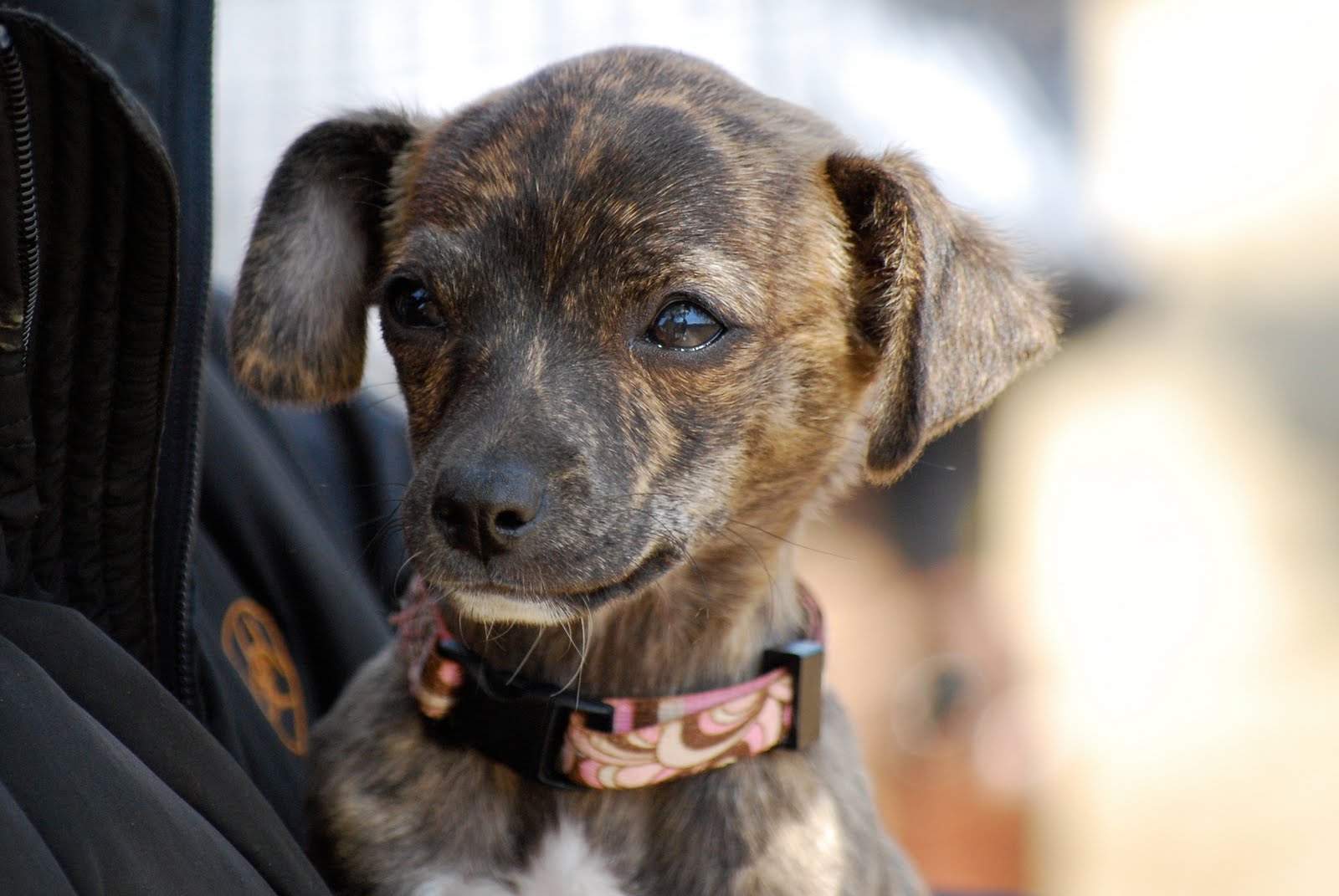 Chihuahua Weiner Mix