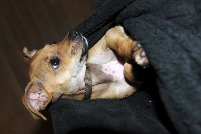 Tiny Tails Dog Training Tiny Tails Dog Training