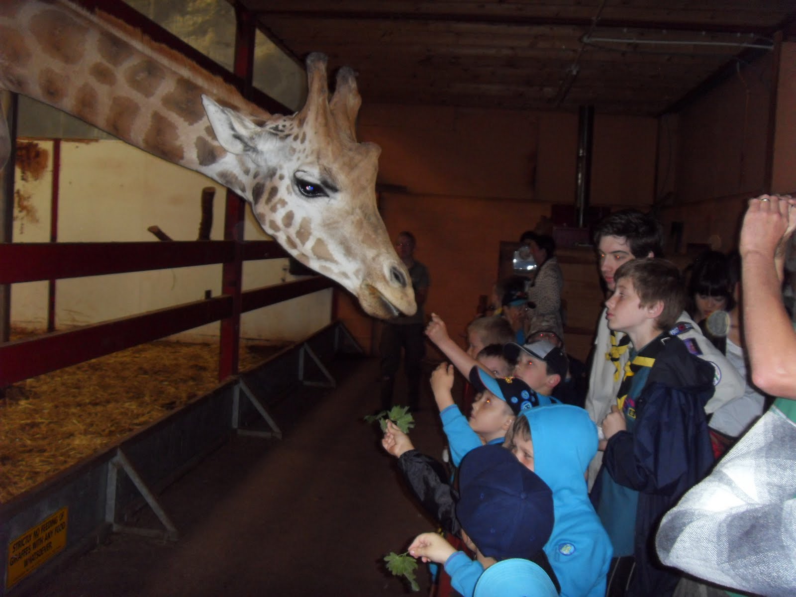 Baxenden Beavers: South Lakes Wild Animal Park