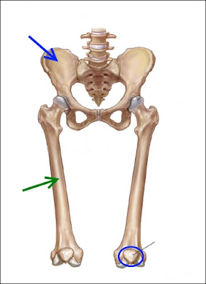 Infinite Art Tournament: The Wednesday Quiz I:8 -- Human Anatomy