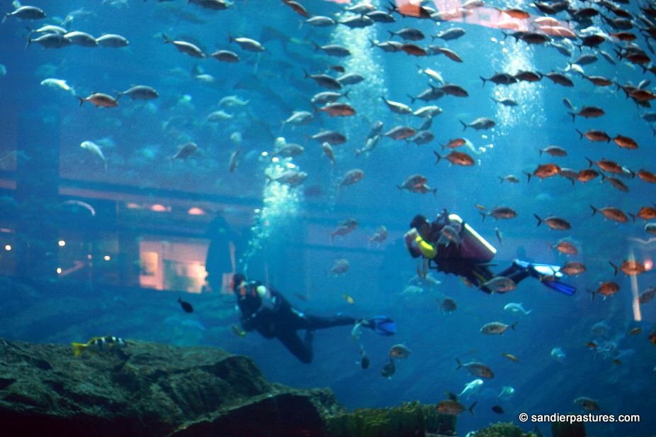 Dubai+mall+aquarium+photos