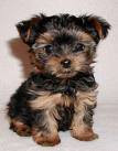 YorKie!!