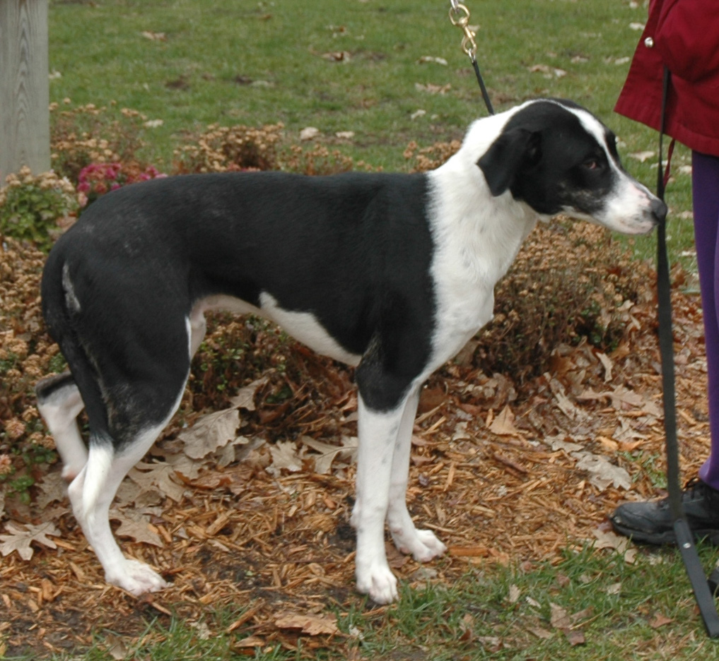 The Dominican Dog