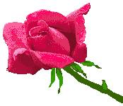 [ROSA.JPG]