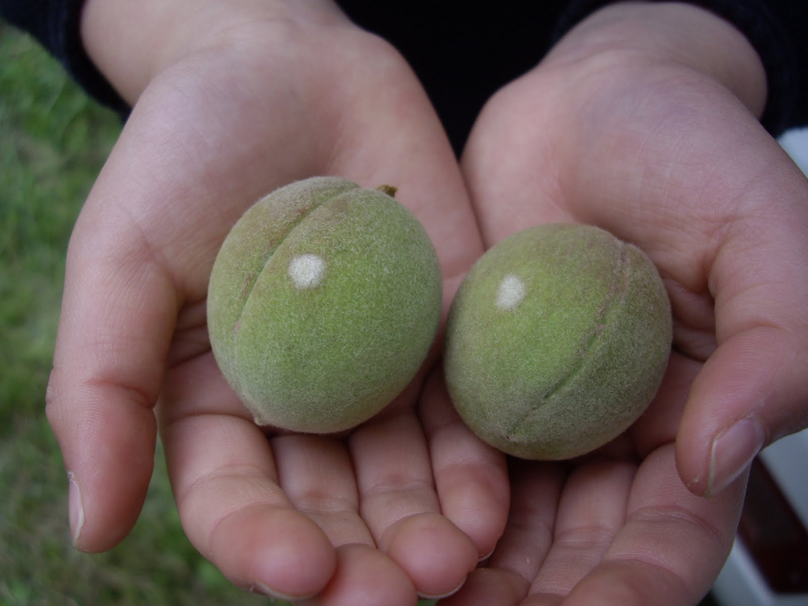 前田農園日記 今日から桃の袋掛け New Wwoofer