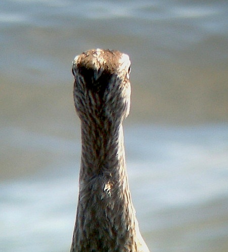 ['Hudsonian'+Whimbrel+nape.JPG]