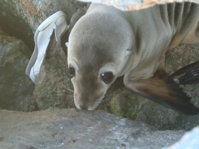 [California+Sea+Lion+pup.JPG]