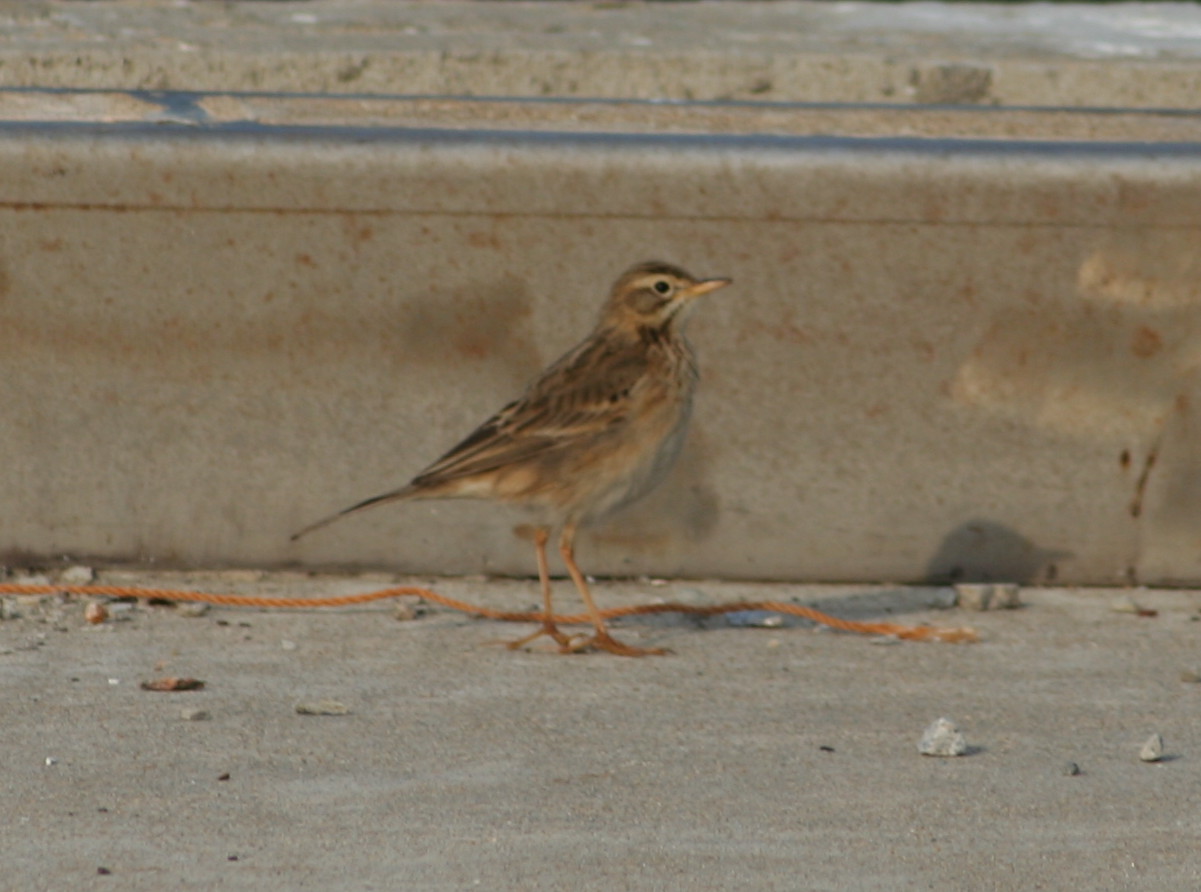 [Richard's+Pipit+(D.+Eades).jpg]