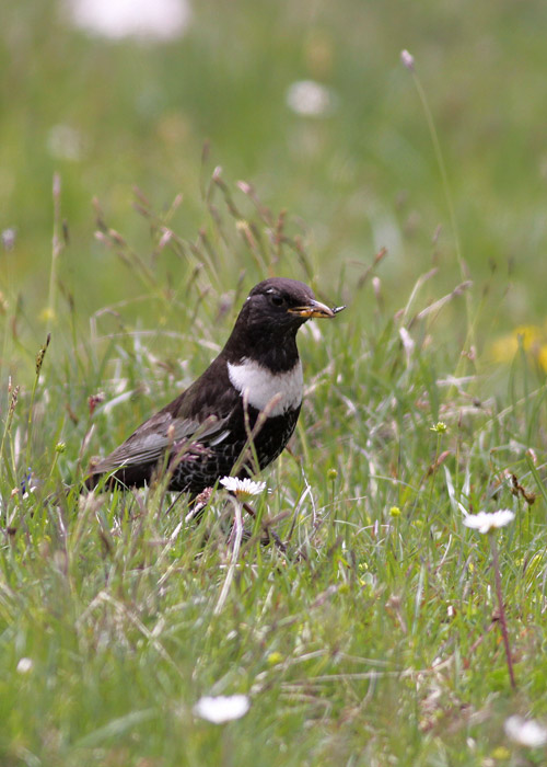 [Ring-Ousel-D-13-web.jpg]