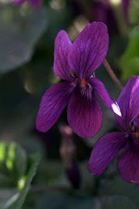 Il colore intenso e vellutato di una viola. Foto di Andrea Mangoni.