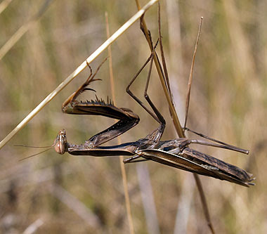 Femmina bruna di Mantis religiosa. Foto di Andrea Mangoni.