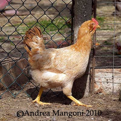 Giovane gallina di razza Boffa. Foto di Andrea Mangoni.