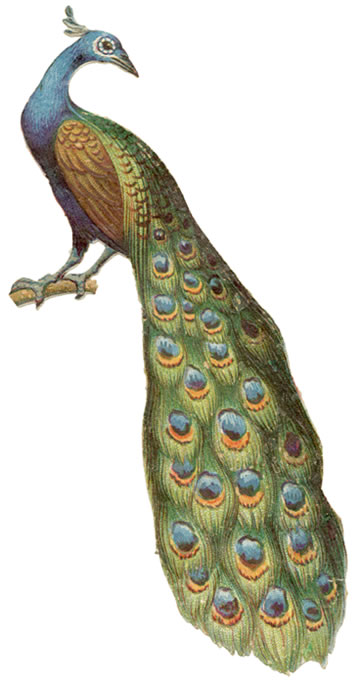 Peacocks Clip Art