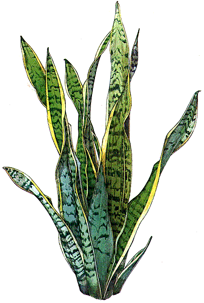 Identify Plant Identify Plant