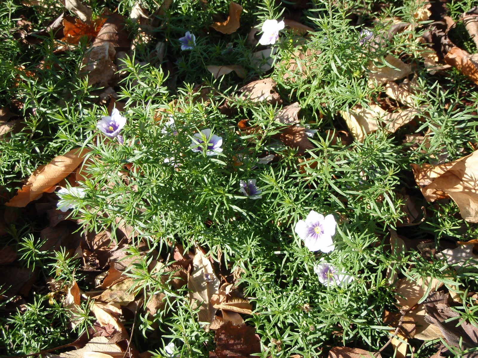 Horticulture Gardens Today Nierembergia hippomanica