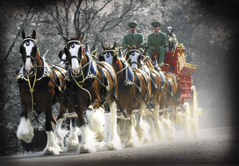 Budweiser_Clydesdales.jpg