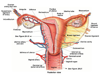 Female Cross Section