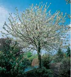 Prunus avium / Cereza, Cerezas