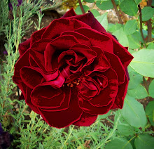 Satin Rose LOVE
