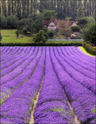 lavender