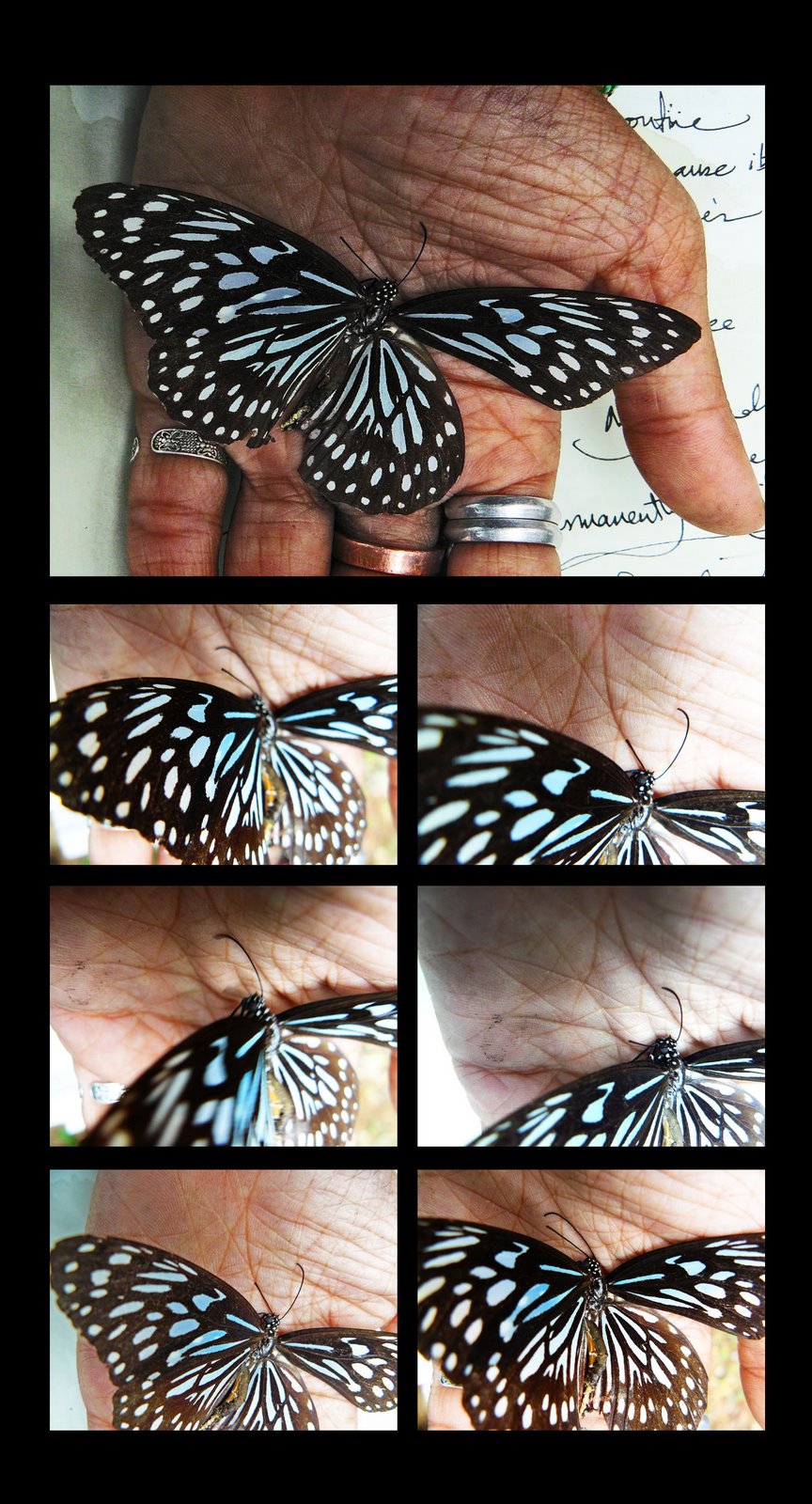 [butterfly+routine+2+copy.jpg]