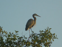 A heron