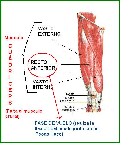 cuadriceps