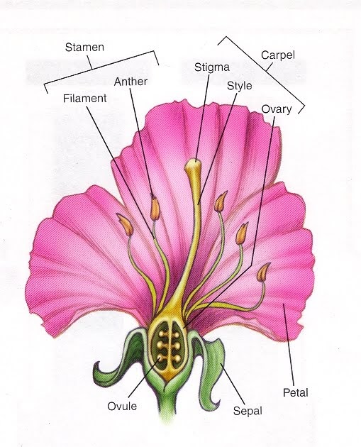 Melissa Blog 12 Compare and contrast the animals and