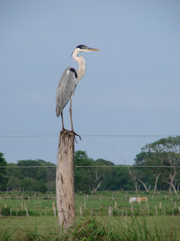 Garça Maguari