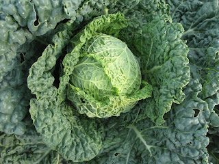 Washington County Community Gardens