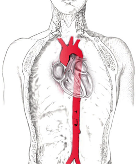 Things cardiologists never tell you: KNOW YOUR HEART. Structure of the