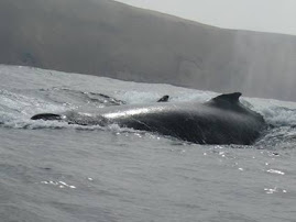 BALLENAS