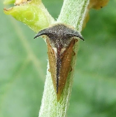 Horned Treehopper