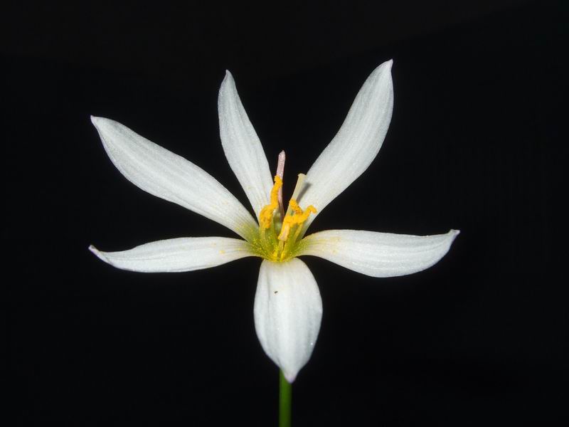 [zephyranthes-candida-rain-lily+(2).JPG]