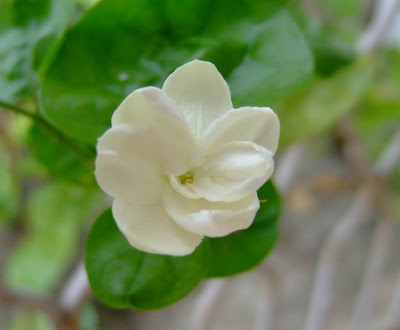 Jasminum sambac