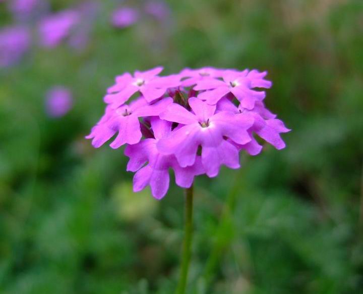 Purple Wildflower | Nature, Cultural, and Travel Photography Blog