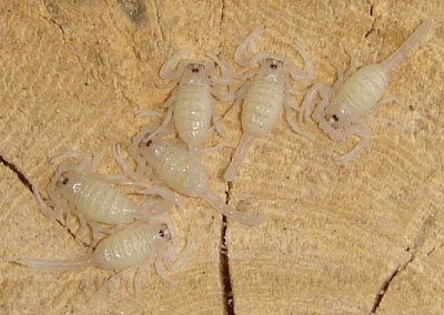 Baby Scorpion